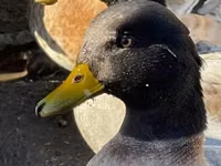 Ducks — รูปภาพ 2