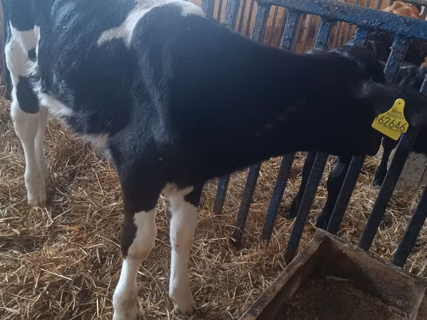 Cow, Cattle — Poland
