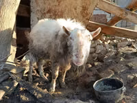 Ziegenbock, Ziegen — Foto 8