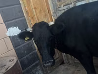 Kuh, Latvian Blue cattle — Foto 3