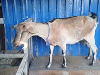 بز ماده, بز — عکس 8