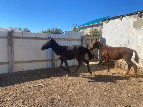 اسب نر, Kazakh horse — قزاقستان