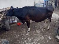 Cow, Cattle — photo 3