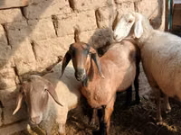 Oveja, Ovejas — foto 4
