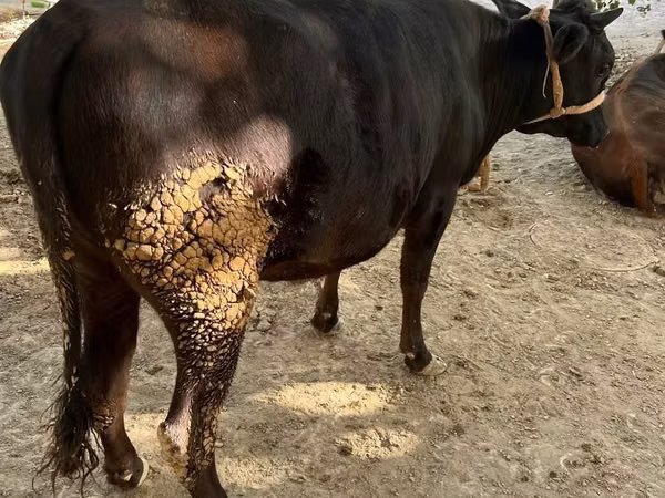 Cow, Cattle — Uzbekistan