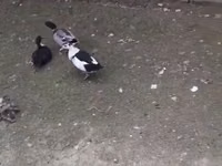 Muscovy domestica — foto 2