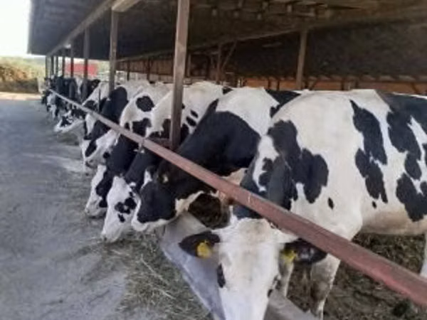 Cow, Holstein breed — Hungary