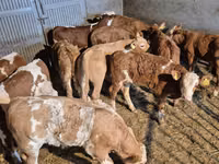 公牛, Simmental cattle — 照片 7