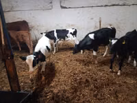 Bydło (partia, płeć nieokreślona), Simmental cattle — zdjęcie 7