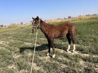 اسب نر, اسب — عکس 5
