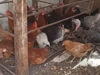 Chickens — sawirka 3