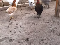 Chickens — รูปภาพ 7