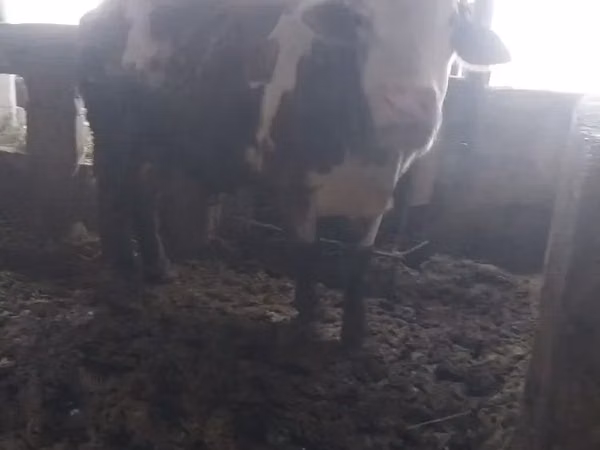 सांड, Simmental cattle — तुर्कमेनिस्तान