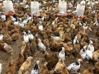 Chickens — photo 3