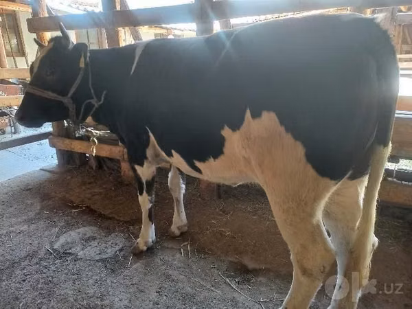 Cow, Russian Black pied cattle — Uzbekistan