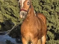 گھوڑا, Haflinger — تصویر 3