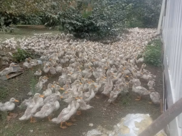 Ducks — Aserbaidschan
