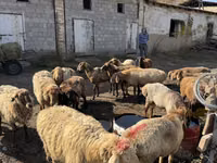 Pecora, Pecore — foto 1