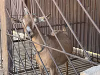 Ged, Alpine goat — foto 2