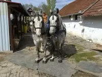 ፈረስ, Horses — ፎቶ 6