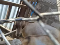 Buk, Alpine goat — foto 6