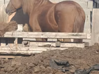 Kobila, Kazakh horse — fotografija 2