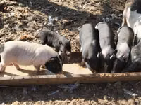 Sow, Pigs — photo 3