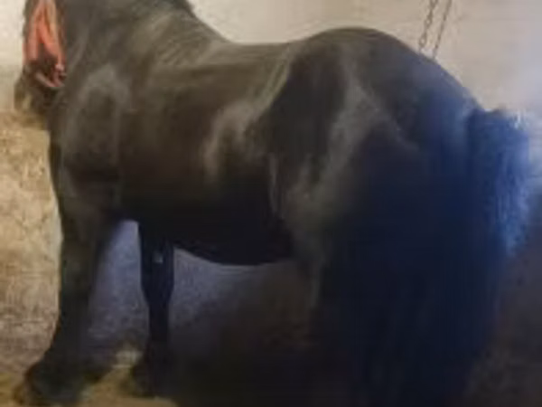 Horse (M), Horses — Hungary