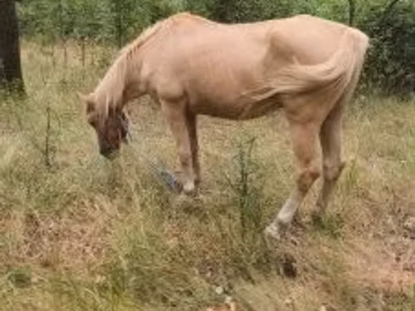 Kuda jantan, Horses — Hungary