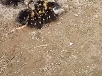 Ducks — عکس 2