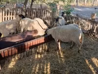 Ram, Sheep — photo 8