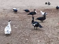 Domestic Muscovy — foto 1