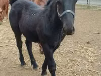 Hingst, Heste — foto 1