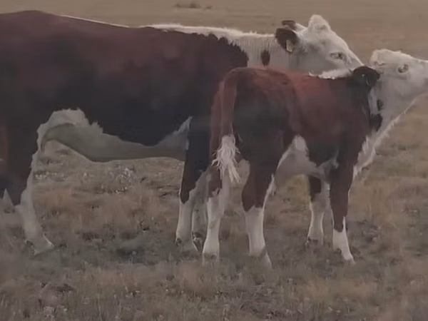 ላም, Kazakh White-headed cow