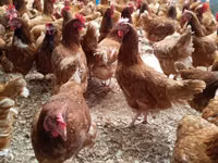Chickens — foto 2