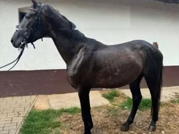 Hingst, Kisber felver