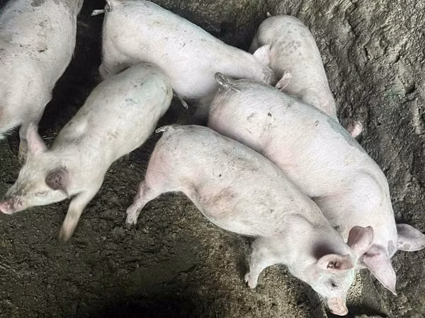 Sow, Pigs — Moldova