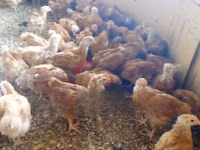 Chickens — foto 3