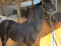 Kuda jantan, Friesian — foto 1