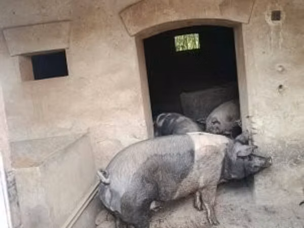گراز نر, خوک — مجارستان