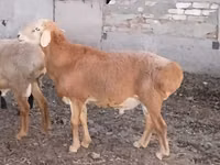 Kambing jantan, Hissar sheep — foto 1