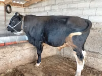 Bull, Aberdeen-Angus — photo 1