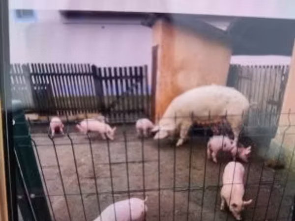 猪（批次，未指定性别）, Pigs