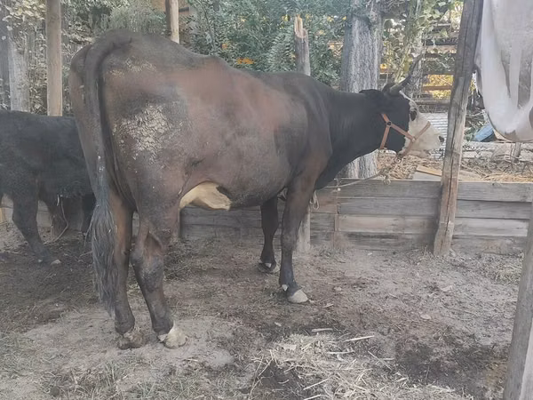Гов, Swiss cattle — Қирғизистон