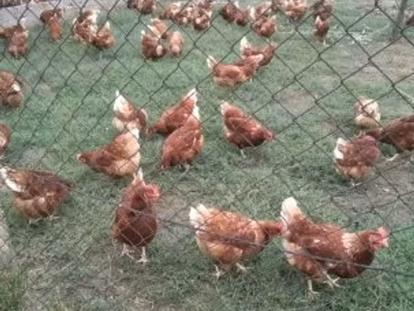Chickens