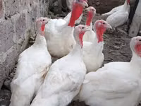 Geese — zdjęcie 2