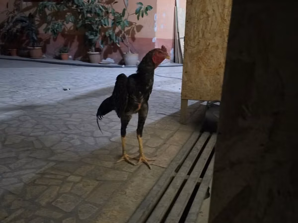 Chickens — Kyrgyzstan