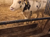 Boğa, Russian Black pied cattle — foto 6