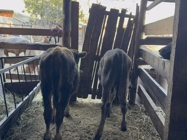 Bull, Alatau breed