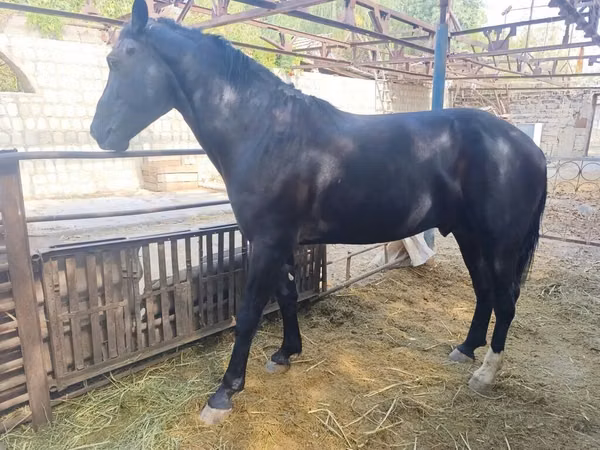 Асп, Friesian sport horse